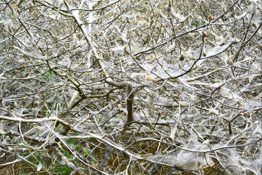 衬套瓦塞纳尔貂毛虫们在MeijendelWassenaar的灌木丛里被他们的网覆盖着图片
