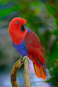 红色的有鹦鹉雌Ecectus鹦鹉萝拉塔斯乳腺剖面丰富多彩的美丽图片