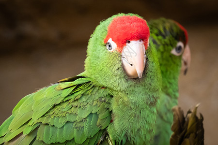 明亮的绿色鹦鹉组织Psittacarafrontatus金刚鹦鹉户外图片