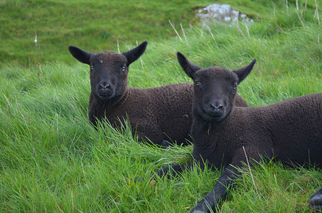 快乐的羔羊天气两只可爱的黑羊在A字段中恢复高清图片