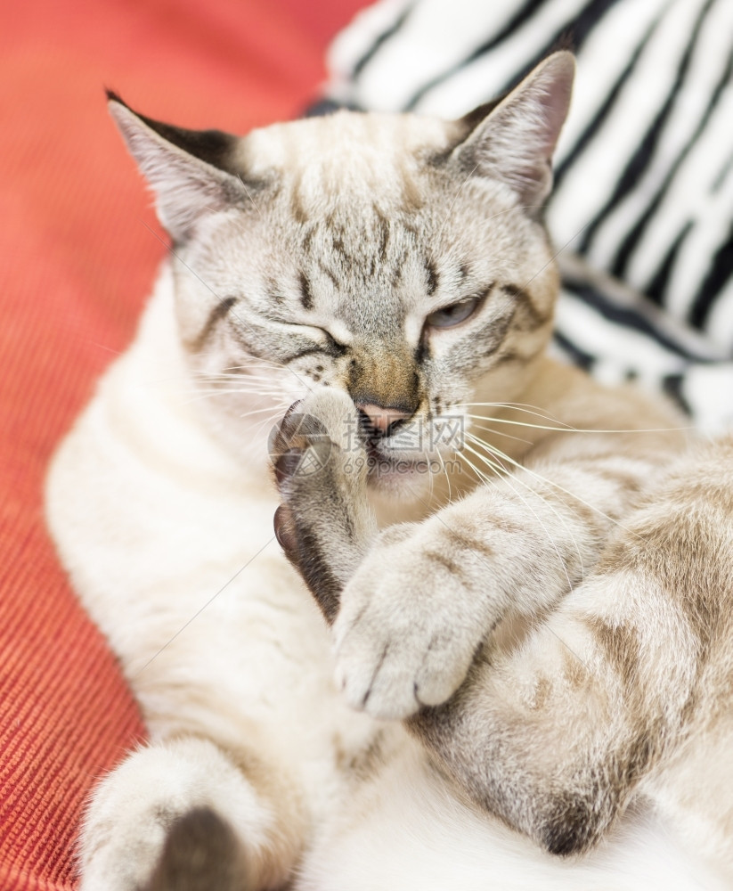 在舔脚趾的猫咪图片