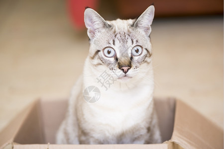 坐在箱子里的猫咪图片