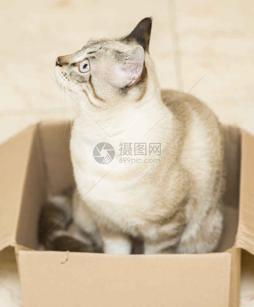 蹲在纸箱子里的猫咪图片