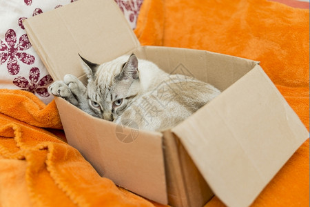 蹲在纸箱子里的猫咪图片