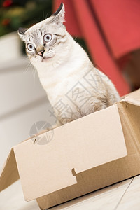 蹲在箱子里的可爱猫咪图片