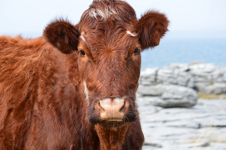 棕牛站在爱尔兰克莱郡的勃伦山上戈尔韦脸乳制品图片