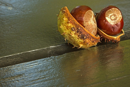 生的棕色秋天波兰拉钦基皇家公园由两颗栗子组成壳落在绿色公园长椅上华沙图片