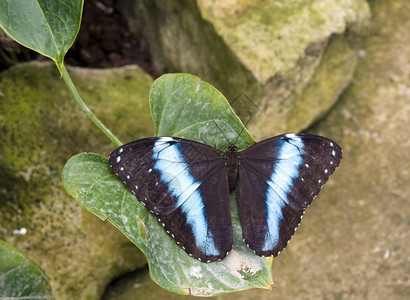 漏洞触角荷兰克拉曼美Krammeme的蝴蝶花园形态图片