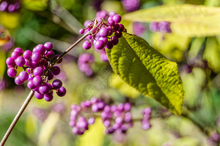 秋天有成熟水果的碧莓树季节美人落下背景图片