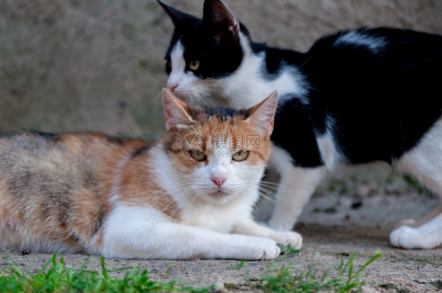 户外的流浪猫图片