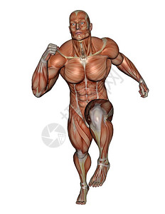 跑步的运动员肌肉结构体图片