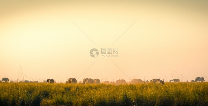 野生动物大象图片