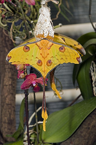 阿尔格玛米特里伊蝴蝶来自马拉达加斯卡蝴蝶园触角绿色生物学图片