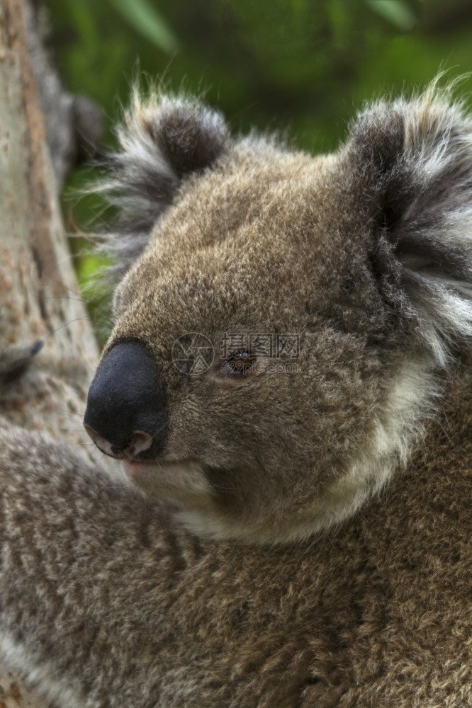 澳大利亚在洲维多州奥特韦角的垂直射毛耳朵可见时野科阿拉紧依着树上叶利普图斯转过头扁桃体可见的图片
