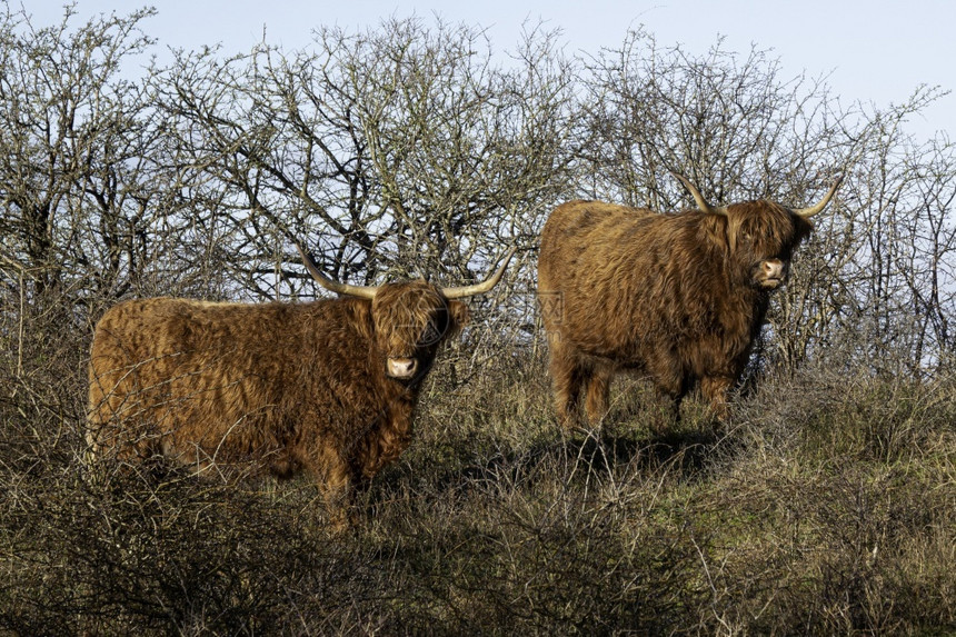 景观荒野两个大斯科蒂施高地人在荷兰群岛自然区苏格兰人图片