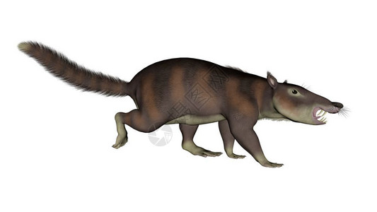 齿痕舌自然次荒野Cronopiodentiacutus史前哺乳动物walkunig在白色背景中分离3D渲染Cronopiodentia设计图片