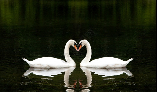 白色的爱情精选2014两个美丽的白天鹅浪漫地在一起湖中创造心形的状动物群背景图片