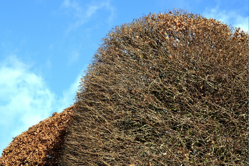 鹅耳枥在Oosterbeek的Mariandaal庄园中荷兰形成了绿色旧式卧室山毛榉落叶图片