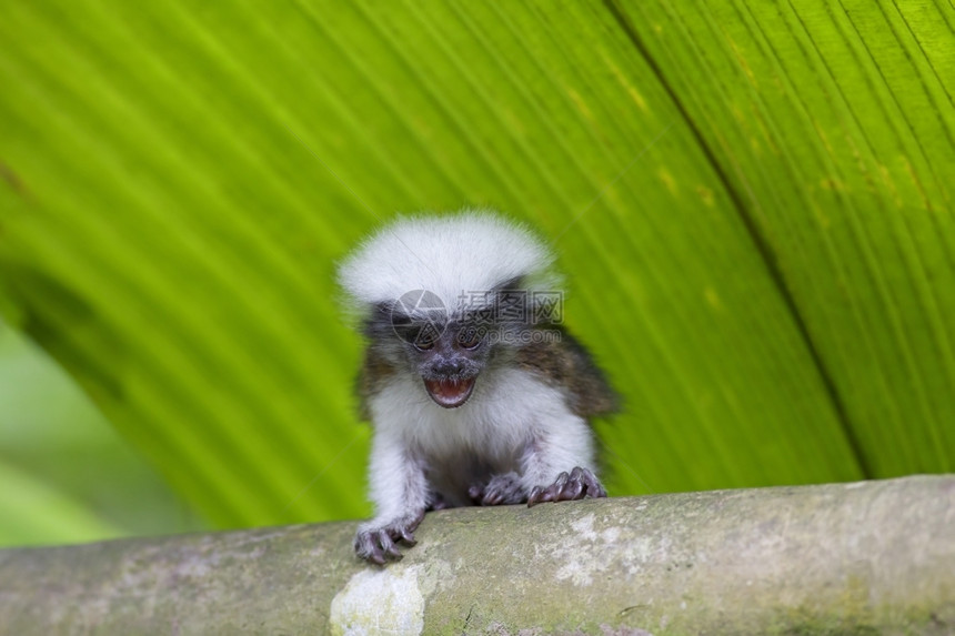 哥伦比亚热带森林中的棉顶狨猴头发自然鬃毛图片