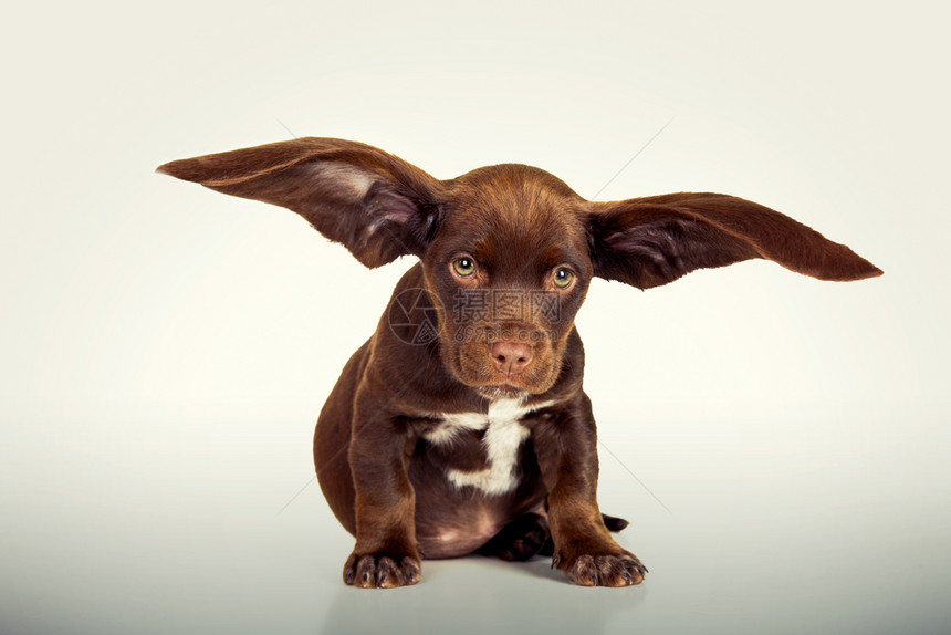 年轻的快乐动物长着巨耳朵的可爱小狗图片