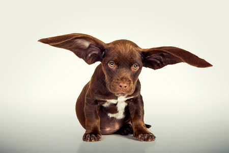 年轻的快乐动物长着巨耳朵的可爱小狗背景图片