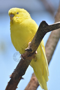 近距离接一只黄芽鸟可爱的自然真鹦鹉图片