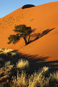 自然景观清晨在纳米比亚索苏夫莱纳米布沙漠的洗涤地和丘上晒太阳荒芜之地图片