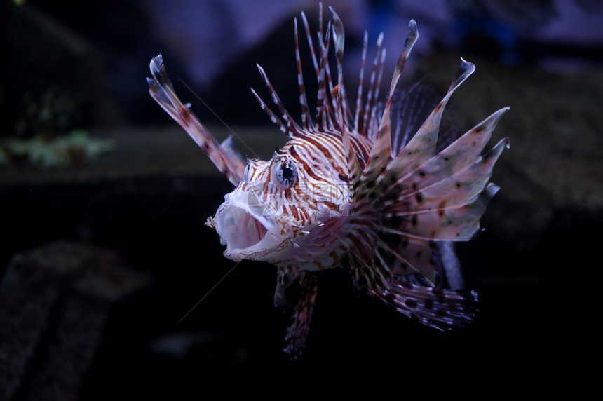 热带蝴蝶鳕鱼莫斯科动物园水族馆的狮子鱼图片