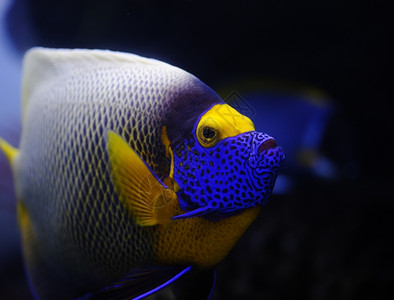 富豪珊瑚鲶鱼莫斯科动物园水族馆的天使鱼背景图片