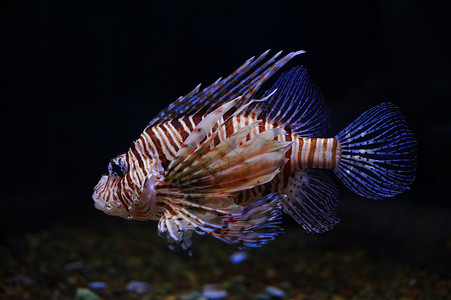 斑马鱼异国情调挥发物莫斯科动园水族馆的狮子鱼背景