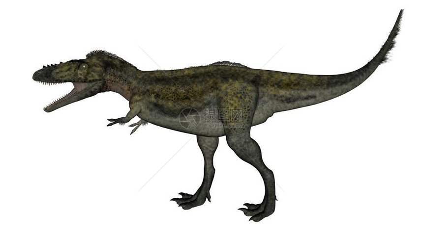 阿里奥拉莫斯艾丽洛马恐龙在白色背景中行走和咆哮孤立于白色背景3D使阿丽奥莫马斯恐龙行走3D自然插图图片