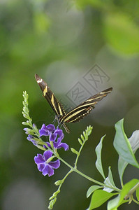 快了春天斑马蝴蝶的可爱形象迷人翅膀图片
