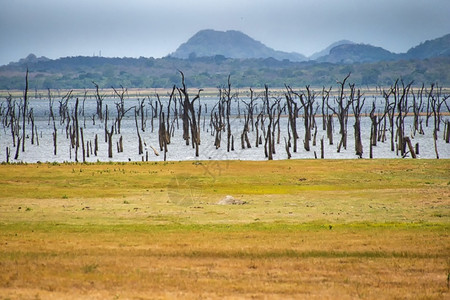 斯里兰卡图拉公园斯里兰卡亚洲考杜拉荒芜之地预订图片