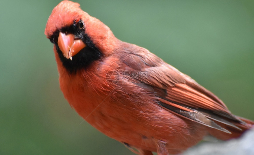 红衣主教旗美丽的红衣主教站在近眼前的岩石上鸟类野生动物图片