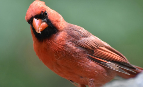 红色彩旗导游旗红衣主教旗美丽的红衣主教站在近眼前的岩石上鸟类野生动物背景