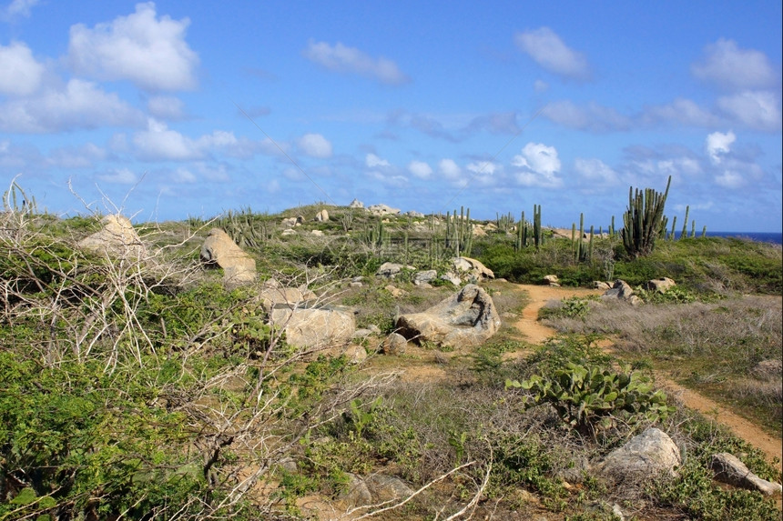 植物群安的列斯岛徒步旅行阿鲁巴ABC群岛加勒比的典型景观图片