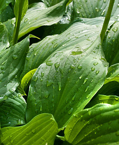 雨后绿叶上的水滴子液体草图片