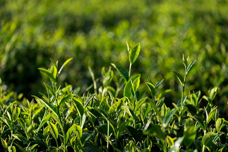 茶园绿叶新鲜子阳光照耀植物自然芳图片
