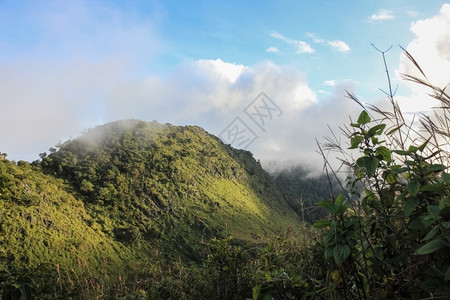 热带雨林的山区范围生长植物图片