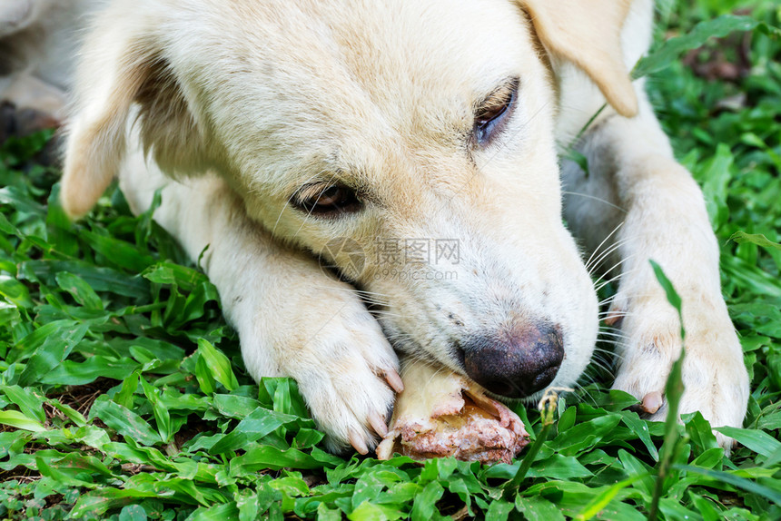 食物冠军狗躺在草地上咬着骨头公园图片