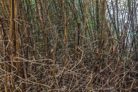 分支泰国的竹子和刺叶森林图片