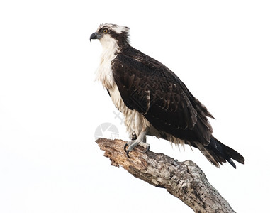 动物学坐在树枝上有灰色天空背景的树枝上奥斯佩尔Osprey坐着兽图片