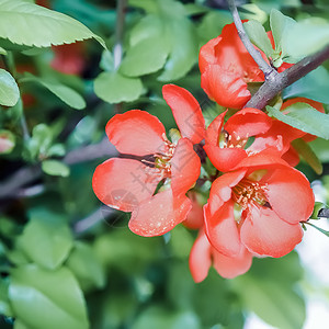 夏天花朵五金橙在春天盛开的花中弥散芳香连着红花的闪光灌木颜色图片