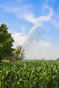 玉米田水喷洒器的泵抽装置在玉米田用水喷洒器现场抽天空管道图片