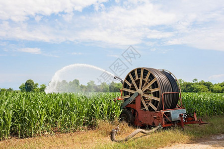 玉米田水喷洒器的泵抽装置在玉米田用水喷洒器现场抽植物管子玉米图片