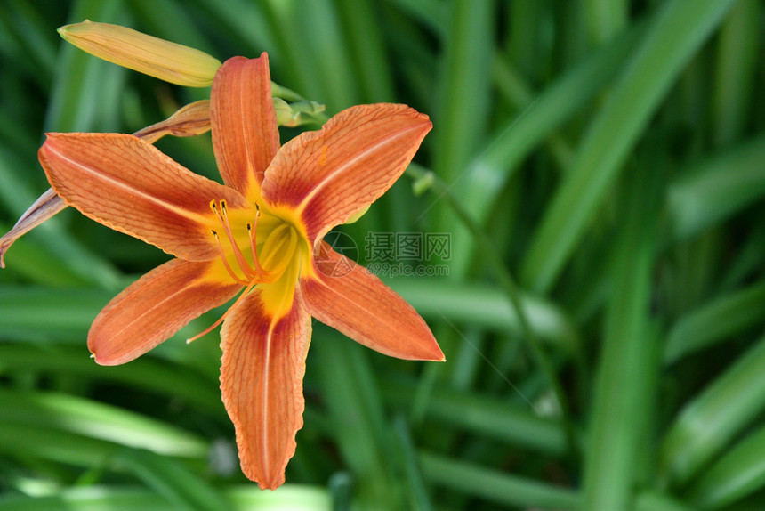 百合夏日的花园Lily橙色开花盛图片