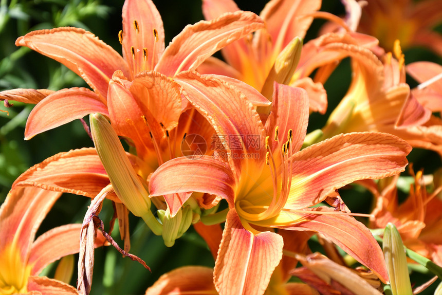 夏日的花园Lily橙色优雅自然一种图片