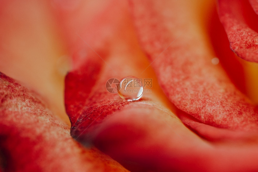 在玫瑰花瓣上一滴水宏观镜头红色的美丽颜图片