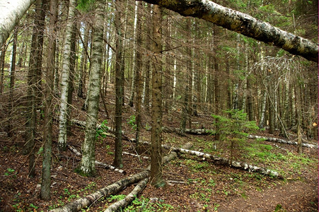 户外自然野生森林中的feld树干木头图片