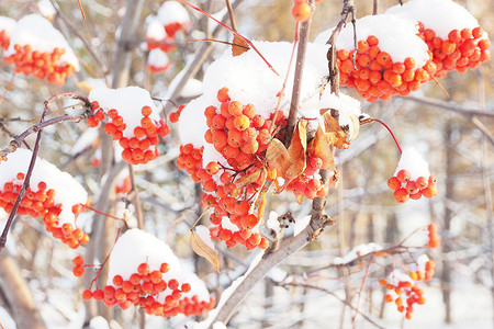 衬套山灰团群红橘浆森林中雪粉和花浆果自然高清图片